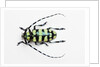 Horned Beetle Male Anoplophora zonatrix macro views by Anonymous