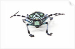 Horned Beetle Male Anoplophora zonatrix macro views by Anonymous