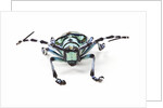 Horned Beetle Male Anoplophora zonatrix macro views by Anonymous