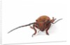 Head on view of long horned beetle Joessi sanguinolenta by Anonymous