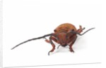 Head on view of long horned beetle Joessi sanguinolenta by Anonymous