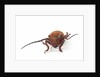 Head on view of long horned beetle Joessi sanguinolenta by Anonymous