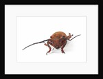 Head on view of long horned beetle Joessi sanguinolenta by Anonymous