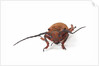Head on view of long horned beetle Joessi sanguinolenta by Anonymous