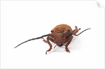 Head on view of long horned beetle Joessi sanguinolenta by Anonymous
