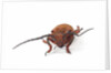 Head on view of long horned beetle Joessi sanguinolenta by Anonymous