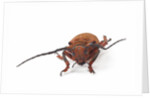 Head on view of long horned beetle Joessi sanguinolenta by Anonymous
