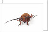 Head on view of long horned beetle Joessi sanguinolenta by Anonymous