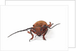 Head on view of long horned beetle Joessi sanguinolenta by Anonymous