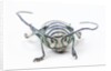 Sternotomis bohemani bohndorffi long horned beetle head on view by Anonymous