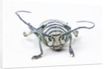 Sternotomis bohemani bohndorffi long horned beetle head on view by Anonymous