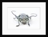 Sternotomis bohemani bohndorffi long horned beetle head on view by Anonymous