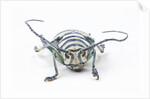 Sternotomis bohemani bohndorffi long horned beetle head on view by Anonymous
