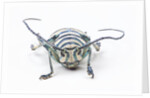 Sternotomis bohemani bohndorffi long horned beetle head on view by Anonymous