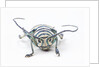 Sternotomis bohemani bohndorffi long horned beetle head on view by Anonymous