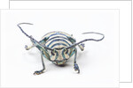 Sternotomis bohemani bohndorffi long horned beetle head on view by Anonymous