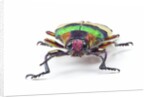 Jewel Beetle from Thailand Chrysochroa corbetti head on view by Anonymous