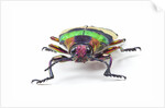 Jewel Beetle from Thailand Chrysochroa corbetti head on view by Anonymous
