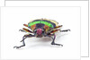 Jewel Beetle from Thailand Chrysochroa corbetti head on view by Anonymous