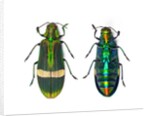 Top and Bottom view of Jewel beetle Demochroa gratiosa by Anonymous