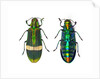 Top and Bottom view of Jewel beetle Demochroa gratiosa by Anonymous