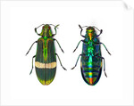 Top and Bottom view of Jewel beetle Demochroa gratiosa by Anonymous