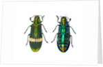 Top and Bottom view of Jewel beetle Demochroa gratiosa by Anonymous