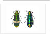 Top and Bottom view of Jewel beetle Demochroa gratiosa by Anonymous