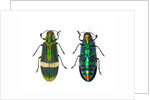 Top and Bottom view of Jewel beetle Demochroa gratiosa by Anonymous