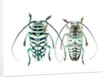 Sternotomis bohemani bohndorffi long horned beetle top and bottom view by Anonymous