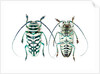 Sternotomis bohemani bohndorffi long horned beetle top and bottom view by Anonymous