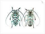 Sternotomis bohemani bohndorffi long horned beetle top and bottom view by Anonymous
