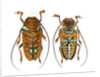 Top and Bottom view on Sternotomis chrysopras long horned beetle by Anonymous