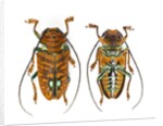 Top and Bottom view on Sternotomis chrysopras long horned beetle by Anonymous
