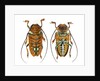 Top and Bottom view on Sternotomis chrysopras long horned beetle by Anonymous