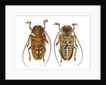 Top and Bottom view on Sternotomis chrysopras long horned beetle by Anonymous
