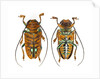 Top and Bottom view on Sternotomis chrysopras long horned beetle by Anonymous