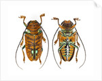 Top and Bottom view on Sternotomis chrysopras long horned beetle by Anonymous