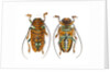 Top and Bottom view on Sternotomis chrysopras long horned beetle by Anonymous