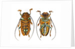 Top and Bottom view on Sternotomis chrysopras long horned beetle by Anonymous