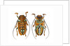 Top and Bottom view on Sternotomis chrysopras long horned beetle by Anonymous
