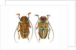 Top and Bottom view on Sternotomis chrysopras long horned beetle by Anonymous