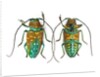 Top & Bottom view of long horned beetle Sternotomis variabilis semirufescens by Anonymous