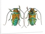Top & Bottom view of long horned beetle Sternotomis variabilis semirufescens by Anonymous