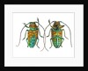 Top & Bottom view of long horned beetle Sternotomis variabilis semirufescens by Anonymous