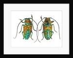 Top & Bottom view of long horned beetle Sternotomis variabilis semirufescens by Anonymous
