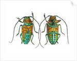 Top & Bottom view of long horned beetle Sternotomis variabilis semirufescens by Anonymous