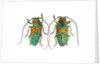 Top & Bottom view of long horned beetle Sternotomis variabilis semirufescens by Anonymous