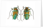 Top & Bottom view of long horned beetle Sternotomis variabilis semirufescens by Anonymous