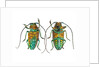 Top & Bottom view of long horned beetle Sternotomis variabilis semirufescens by Anonymous